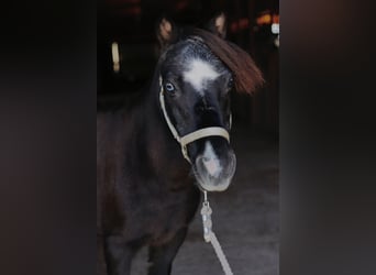 Weitere Ponys/Kleinpferde, Stute, 10 Jahre, 94 cm, Rappe