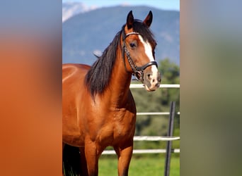 Weitere Ponys/Kleinpferde, Stute, 10 Jahre, Brauner