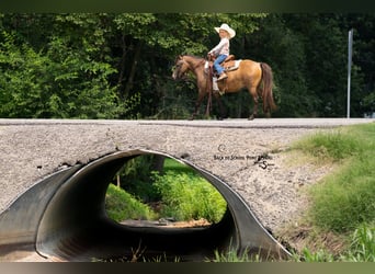 Weitere Ponys/Kleinpferde, Stute, 11 Jahre, 102 cm, Buckskin