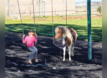 Weitere Ponys/Kleinpferde, Stute, 11 Jahre, 117 cm, Schecke