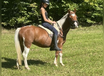 Weitere Ponys/Kleinpferde, Stute, 11 Jahre, 125 cm, Schecke