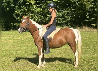Weitere Ponys/Kleinpferde, Stute, 11 Jahre, 125 cm, Schecke