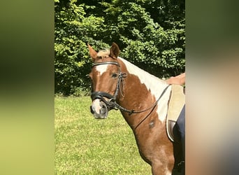 Weitere Ponys/Kleinpferde, Stute, 11 Jahre, 125 cm, Schecke