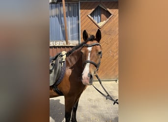 Weitere Ponys/Kleinpferde, Stute, 11 Jahre, 135 cm, Brauner