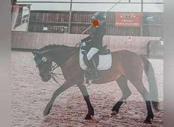 Weitere Ponys/Kleinpferde, Stute, 11 Jahre, 135 cm, Brauner
