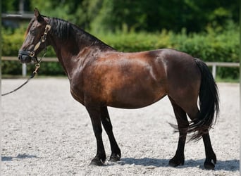 Weitere Ponys/Kleinpferde, Stute, 11 Jahre, 135 cm, Rappe