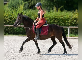 Weitere Ponys/Kleinpferde, Stute, 11 Jahre, 135 cm, Rappe