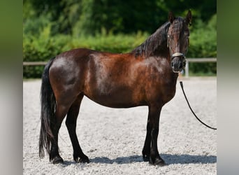 Weitere Ponys/Kleinpferde, Stute, 11 Jahre, 135 cm, Rappe