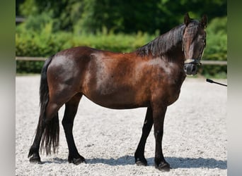 Weitere Ponys/Kleinpferde, Stute, 11 Jahre, 135 cm, Rappe
