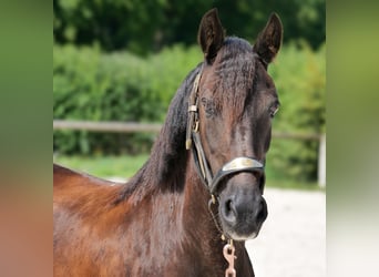 Weitere Ponys/Kleinpferde, Stute, 11 Jahre, 135 cm, Rappe