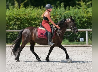 Weitere Ponys/Kleinpferde, Stute, 11 Jahre, 135 cm, Rappe