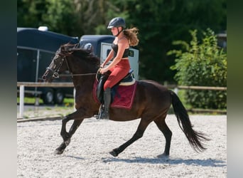 Weitere Ponys/Kleinpferde, Stute, 11 Jahre, 135 cm, Rappe