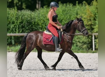 Weitere Ponys/Kleinpferde, Stute, 11 Jahre, 135 cm, Rappe
