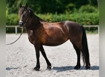 Weitere Ponys/Kleinpferde, Stute, 11 Jahre, 135 cm, Rappe