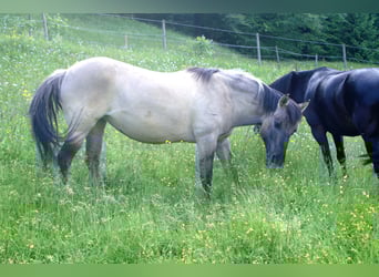 Weitere Ponys/Kleinpferde, Stute, 11 Jahre, 140 cm, Falbe