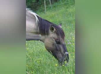 Weitere Ponys/Kleinpferde, Stute, 11 Jahre, 140 cm, Falbe