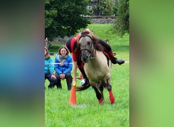 Weitere Ponys/Kleinpferde, Stute, 11 Jahre, 140 cm, Falbe