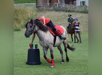 Weitere Ponys/Kleinpferde, Stute, 11 Jahre, 140 cm, Falbe