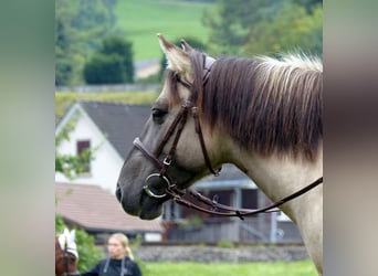 Weitere Ponys/Kleinpferde, Stute, 11 Jahre, 140 cm, Falbe