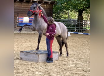 Weitere Ponys/Kleinpferde, Stute, 11 Jahre, 140 cm, Falbe