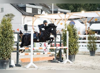 Weitere Ponys/Kleinpferde, Stute, 11 Jahre, 140 cm, Schecke