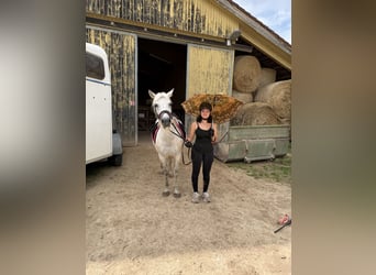 Weitere Ponys/Kleinpferde, Stute, 11 Jahre, 140 cm, Schimmel