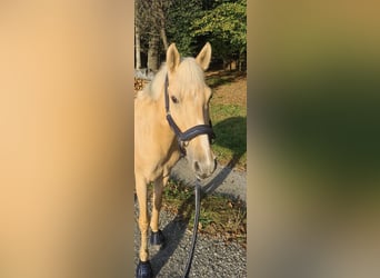 Weitere Ponys/Kleinpferde, Stute, 11 Jahre, 142 cm, Palomino