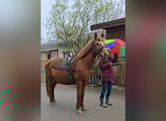 Weitere Ponys/Kleinpferde Mix, Stute, 11 Jahre, 145 cm, Fuchs