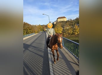 Weitere Ponys/Kleinpferde Mix, Stute, 11 Jahre, 145 cm, Fuchs