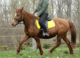 Weitere Ponys/Kleinpferde Mix, Stute, 11 Jahre, 145 cm, Fuchs