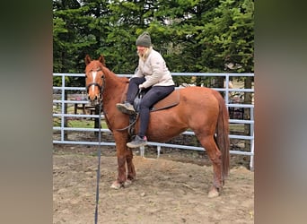 Weitere Ponys/Kleinpferde Mix, Stute, 11 Jahre, 145 cm, Fuchs