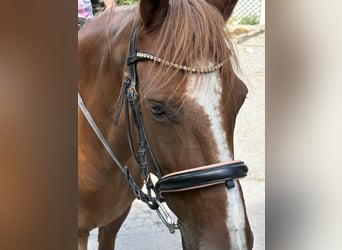 Weitere Ponys/Kleinpferde Mix, Stute, 11 Jahre, 145 cm, Fuchs