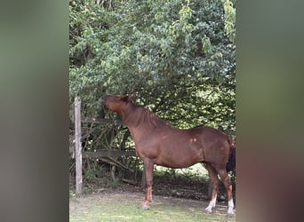 Weitere Ponys/Kleinpferde Mix, Stute, 11 Jahre, 145 cm, Fuchs