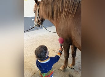 Weitere Ponys/Kleinpferde Mix, Stute, 11 Jahre, 145 cm, Fuchs