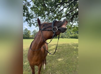 Weitere Ponys/Kleinpferde Mix, Stute, 11 Jahre, 145 cm, Fuchs
