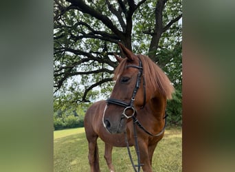 Weitere Ponys/Kleinpferde Mix, Stute, 11 Jahre, 145 cm, Fuchs