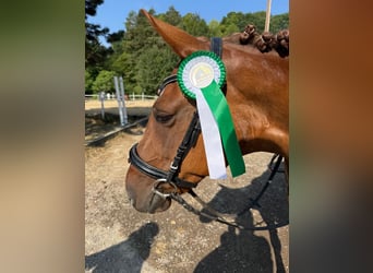 Weitere Ponys/Kleinpferde Mix, Stute, 11 Jahre, 145 cm, Fuchs