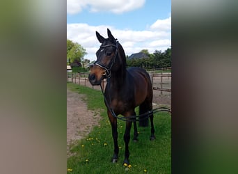 Weitere Ponys/Kleinpferde, Stute, 11 Jahre, 147 cm, Brauner
