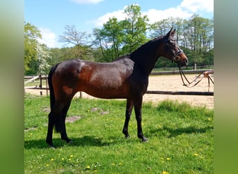 Weitere Ponys/Kleinpferde, Stute, 11 Jahre, 147 cm, Brauner