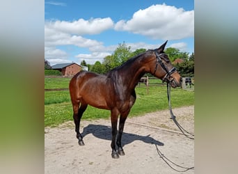 Weitere Ponys/Kleinpferde, Stute, 11 Jahre, 147 cm, Brauner