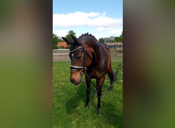 Weitere Ponys/Kleinpferde, Stute, 11 Jahre, 147 cm, Brauner