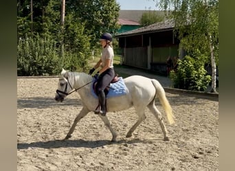 Weitere Ponys/Kleinpferde, Stute, 11 Jahre, 147 cm, Schimmel