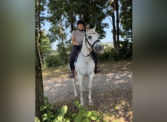 Weitere Ponys/Kleinpferde, Stute, 11 Jahre, 147 cm, Schimmel