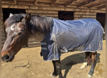 Weitere Ponys/Kleinpferde Mix, Stute, 11 Jahre, 148 cm, Brauner