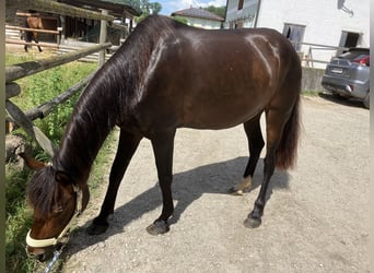 Weitere Ponys/Kleinpferde Mix, Stute, 11 Jahre, 148 cm, Brauner