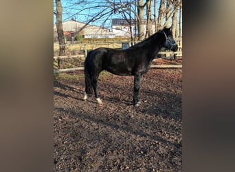 Weitere Ponys/Kleinpferde, Stute, 11 Jahre, 148 cm, Rappe