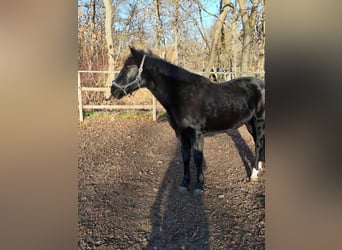 Weitere Ponys/Kleinpferde, Stute, 11 Jahre, 148 cm, Rappe