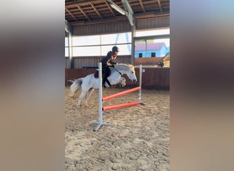 Weitere Ponys/Kleinpferde, Stute, 11 Jahre