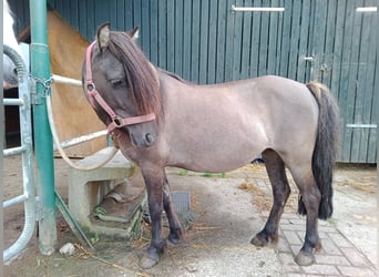 Weitere Ponys/Kleinpferde, Stute, 12 Jahre, 115 cm, Falbe