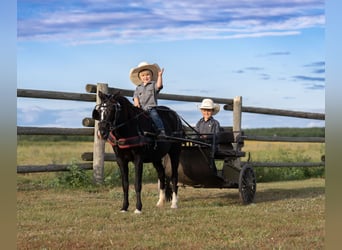 Weitere Ponys/Kleinpferde, Stute, 12 Jahre, 122 cm, Rappe